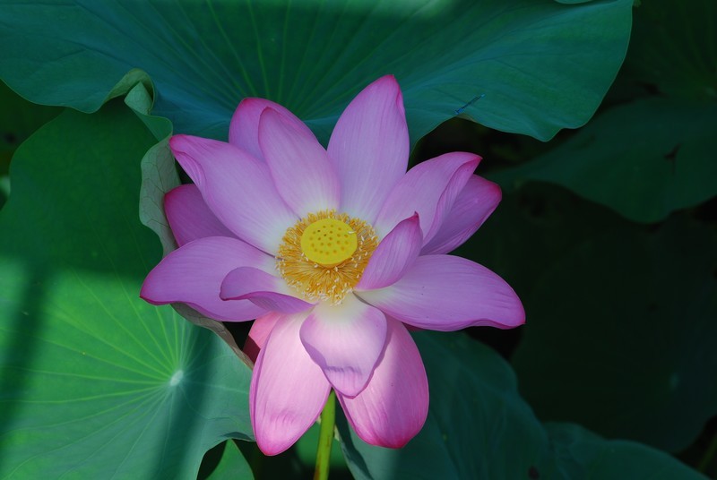 夏日荷花（1）