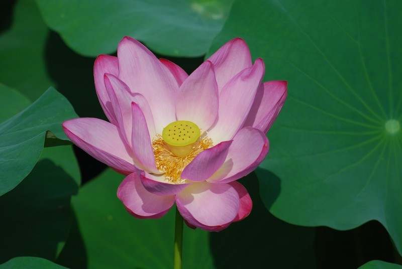夏日荷花（1）