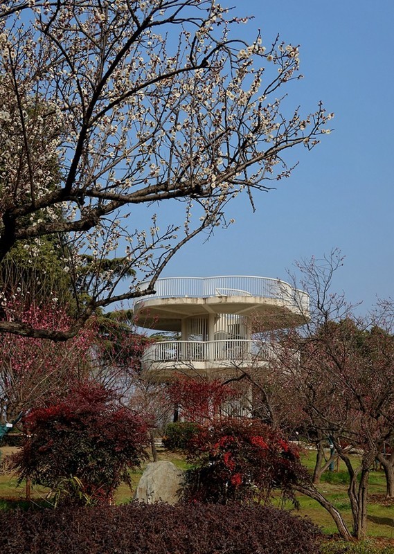 武汉梅花园（十二）