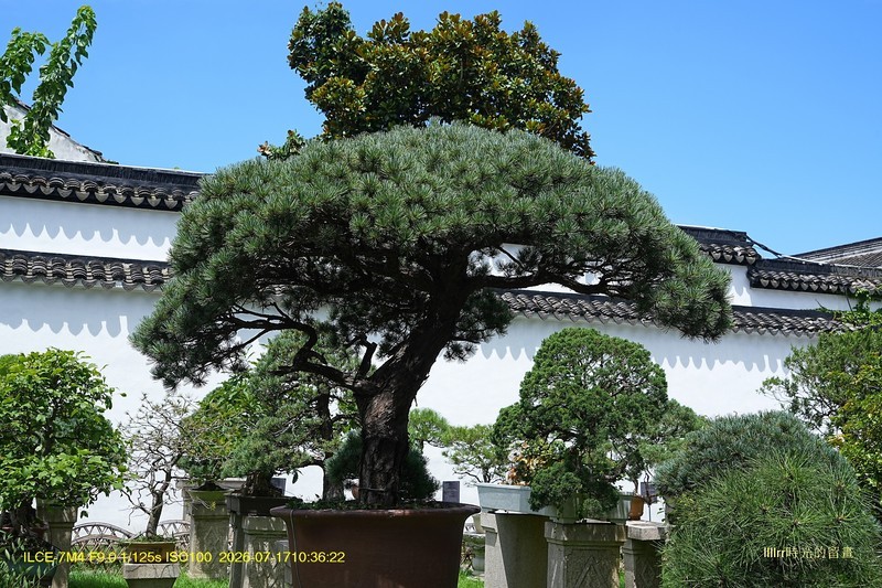 苍翠欲滴（苏州拙政园盆景园）一