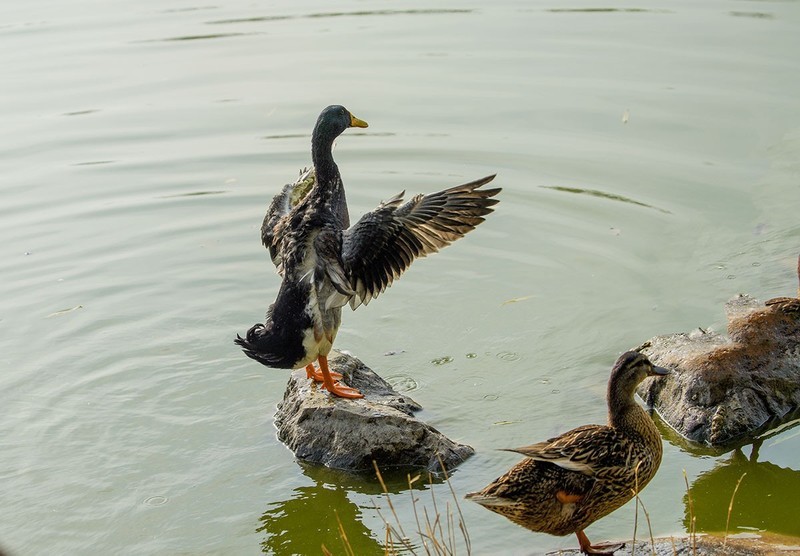 水暖鸭知（12）