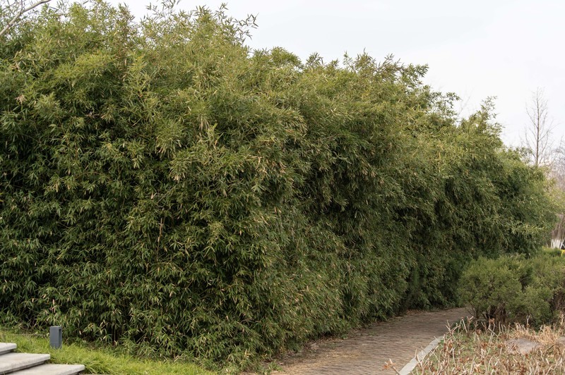 庐州印象（568）