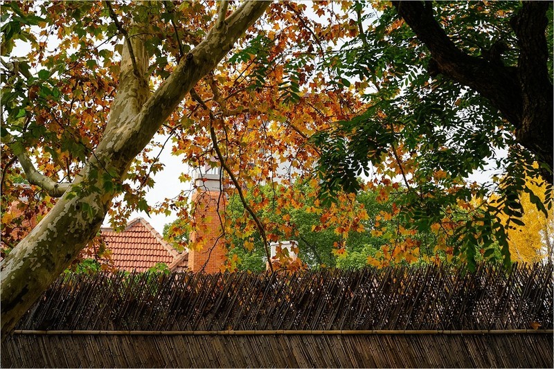 2026年第0093贴-上海武康路纪实街拍（0201）