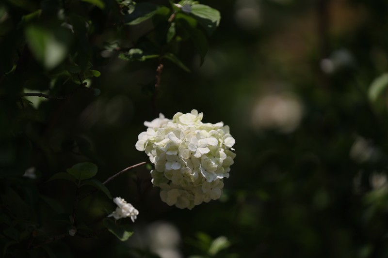 绣球花
