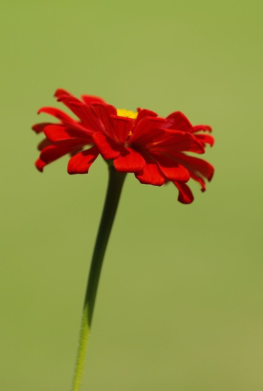 百日菊 (4)