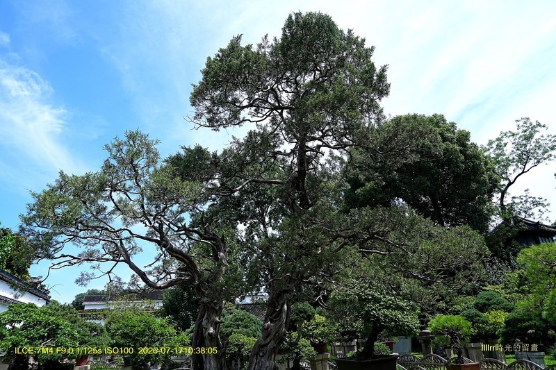 苍翠欲滴（苏州拙政园盆景园）二