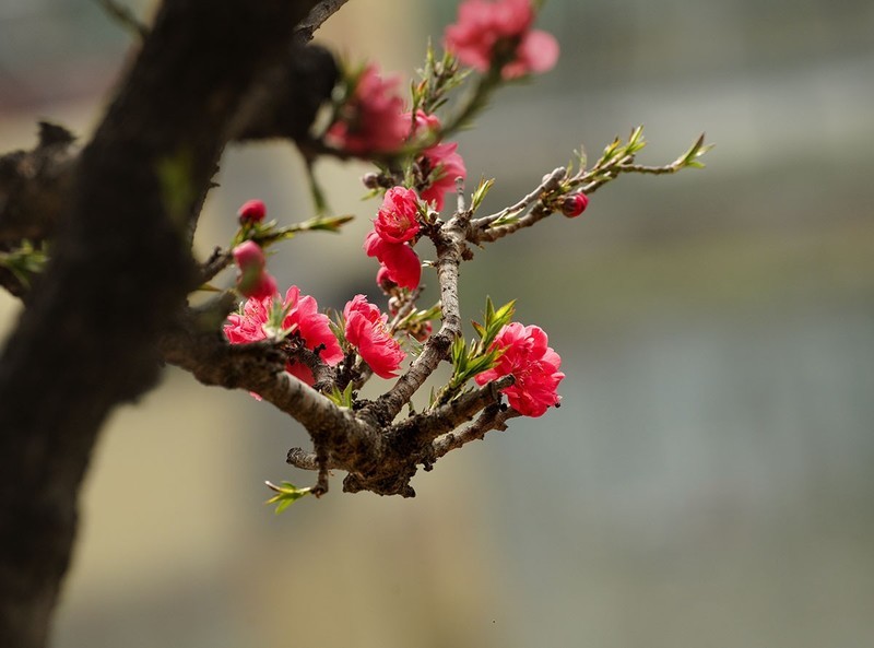 春花灿烂（10）