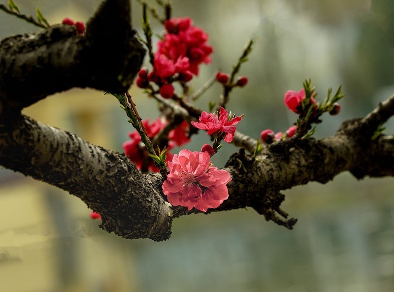 春花灿烂（10）