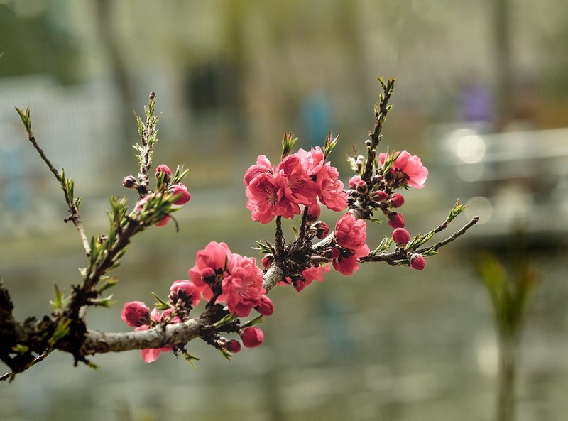 春花灿烂（10）