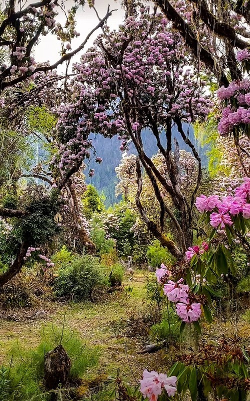2026年- 西藏林芝高山杜鹃花-0317