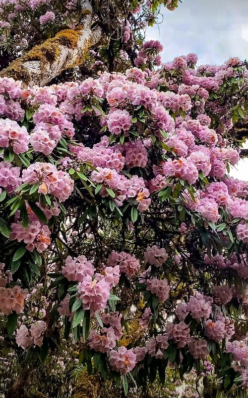 2026年- 西藏林芝高山杜鹃花-0317