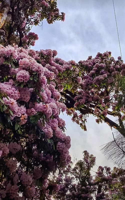 2026年- 西藏林芝高山杜鹃花-0319