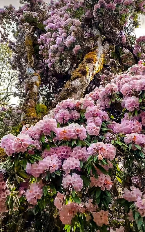 2026年- 西藏林芝高山杜鹃花-0319