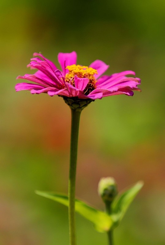 百日菊 (5)