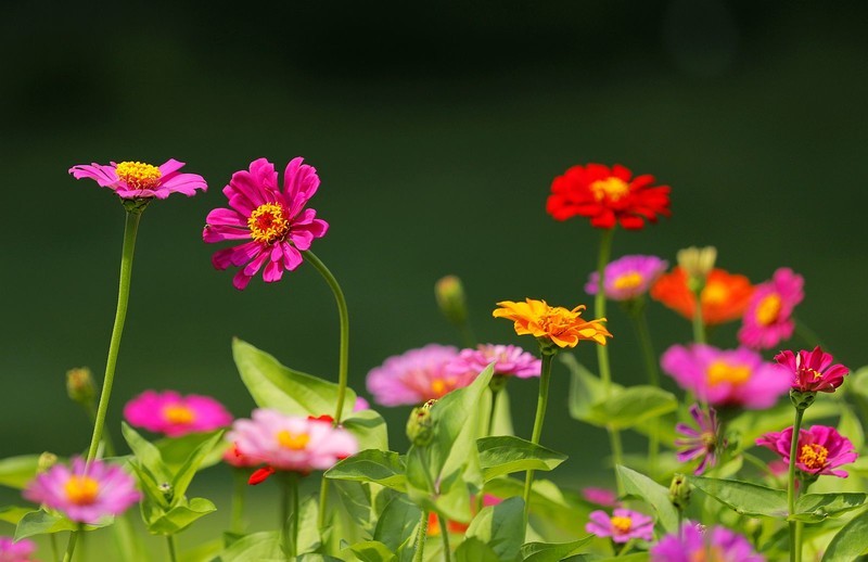 百日菊 (5)