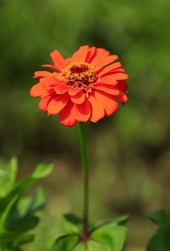 百日菊 (5)