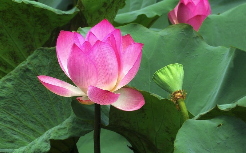 [26236] 流花湖的荷花（5）