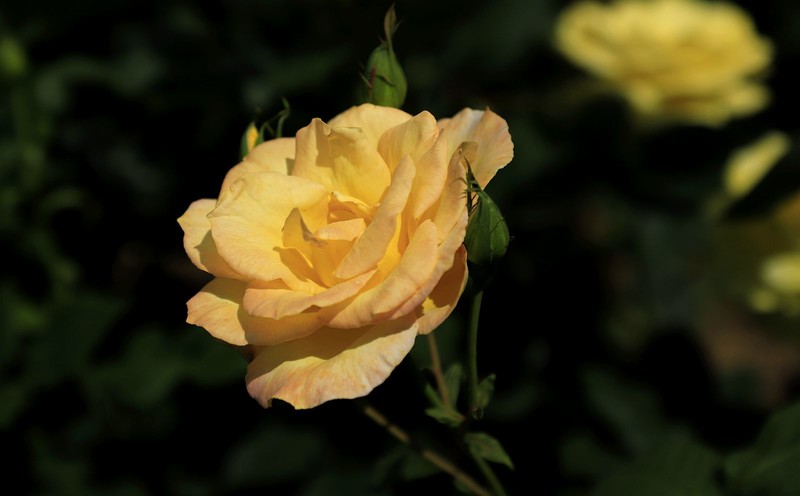 月季花