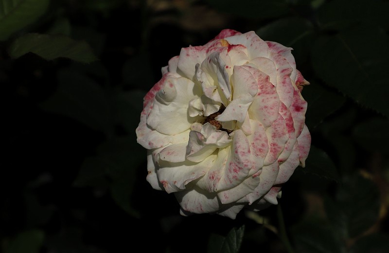 月季花