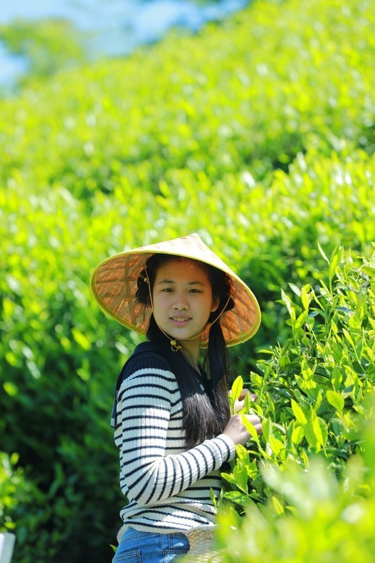 采茶姑娘