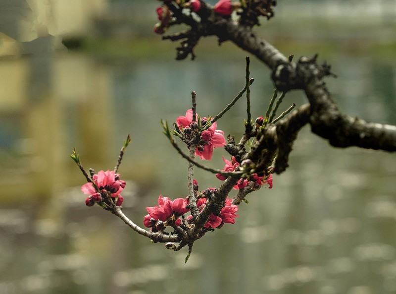 春花灿烂（11）