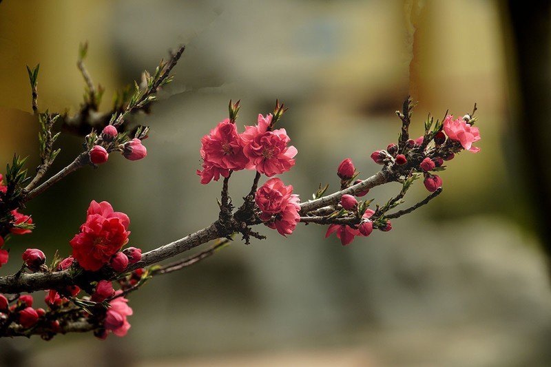 春花灿烂（11）