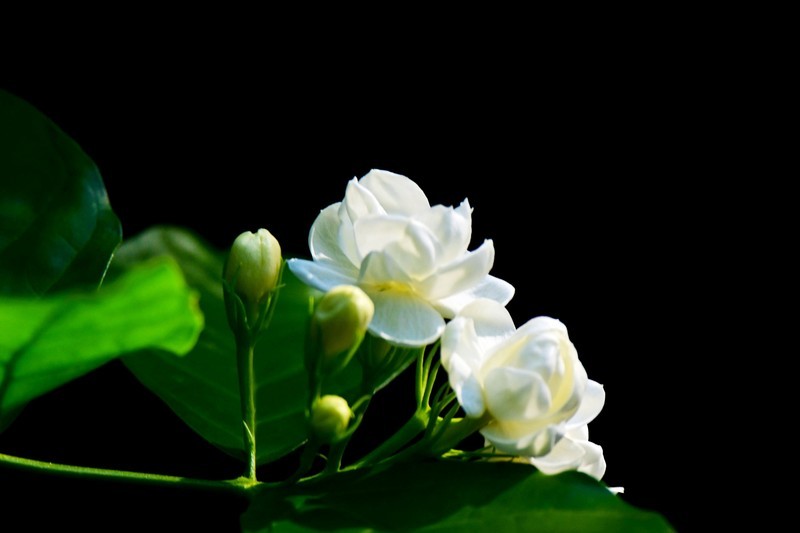 茉莉花开