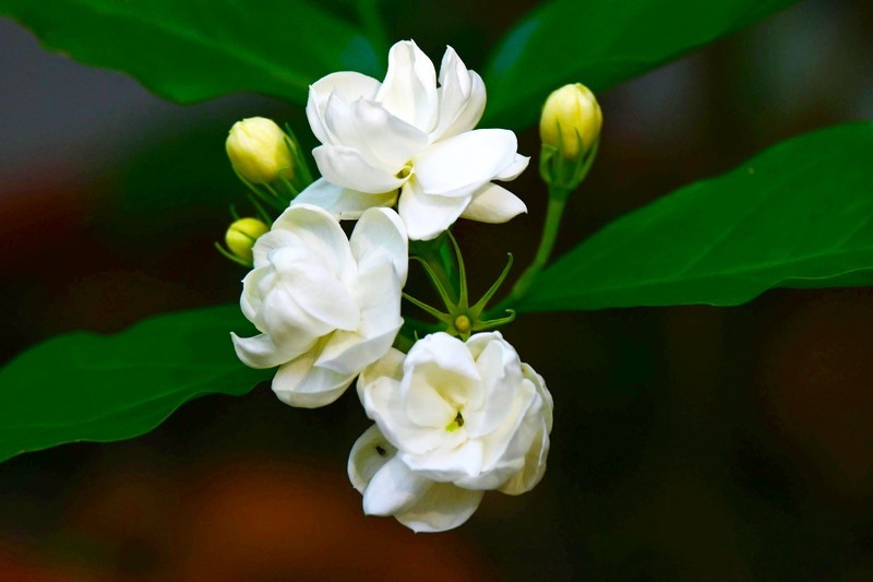 茉莉花开