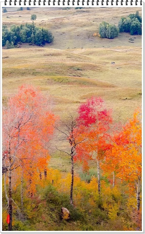 2025年-新疆禾木风光纪实抓拍-0843