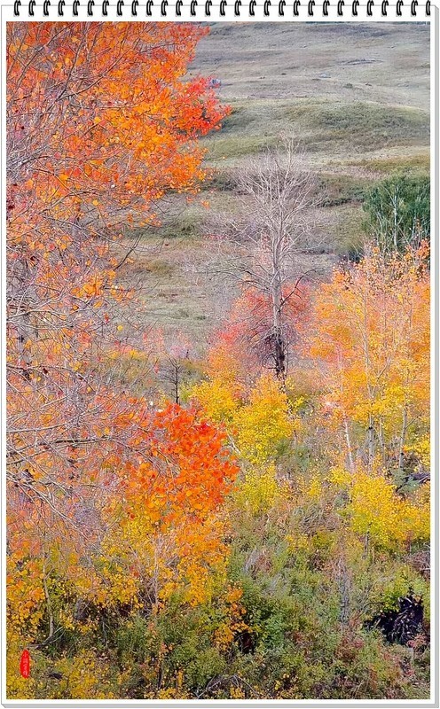 2025年-新疆禾木风光纪实抓拍-0843