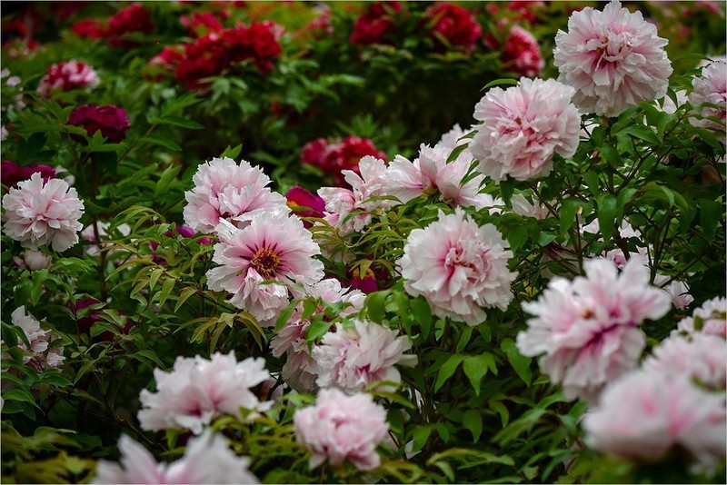 2026年第0317贴 -莲花池牡丹花（0508）