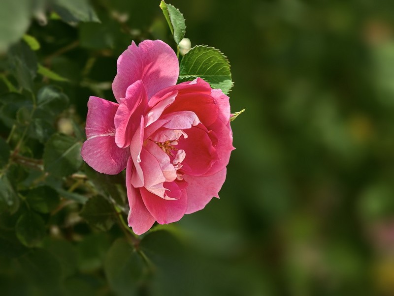 2026048 月 季 花