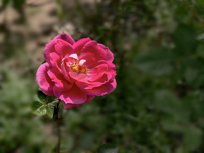 2026048 月 季 花