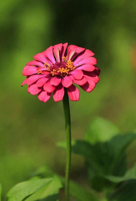 百日菊 (7)