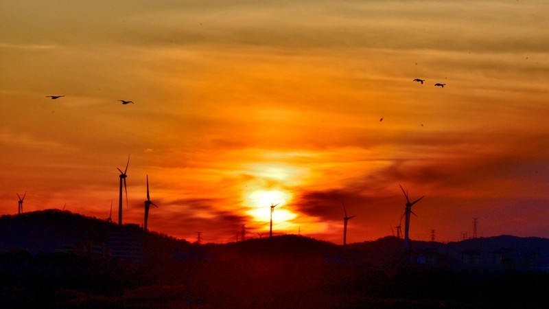 【视觉光影】美 丽 的 大 天 鹅 （32）