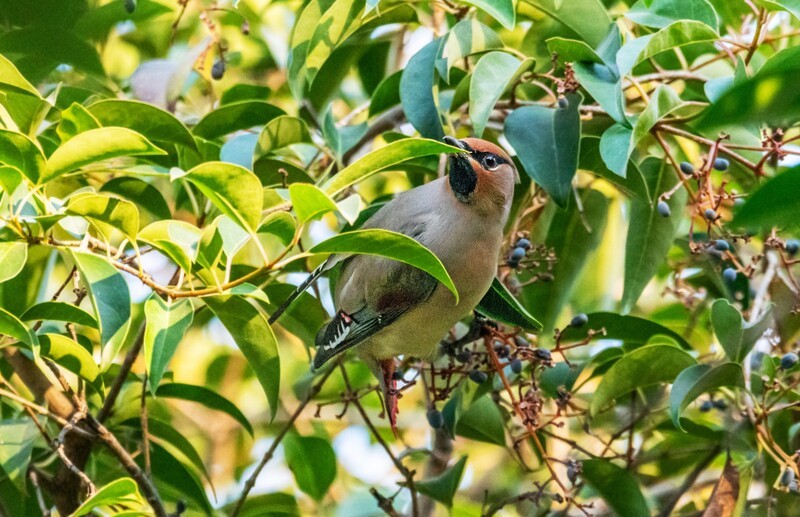 太平鸟（二十）