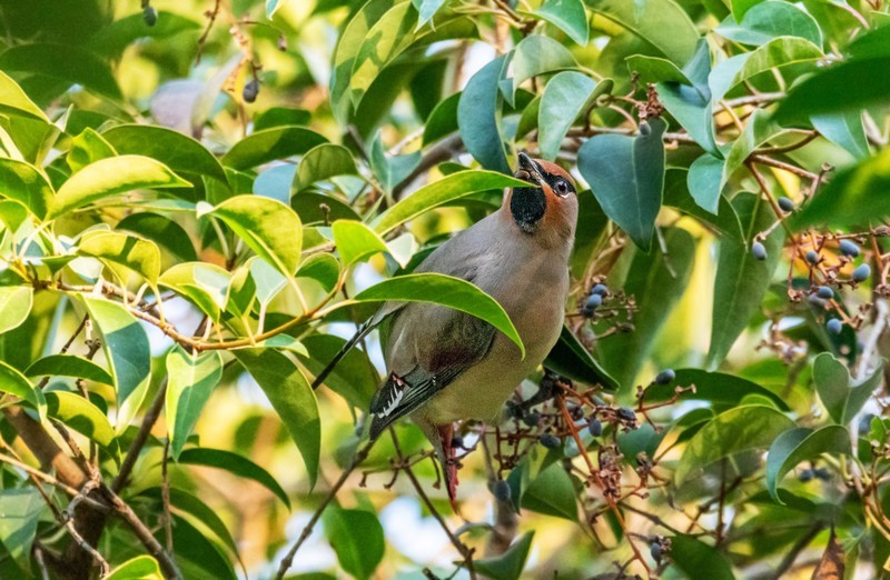 太平鸟（二十）