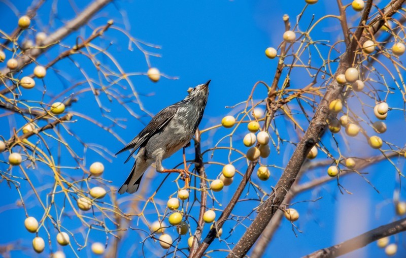 灰椋鸟（十一 ）