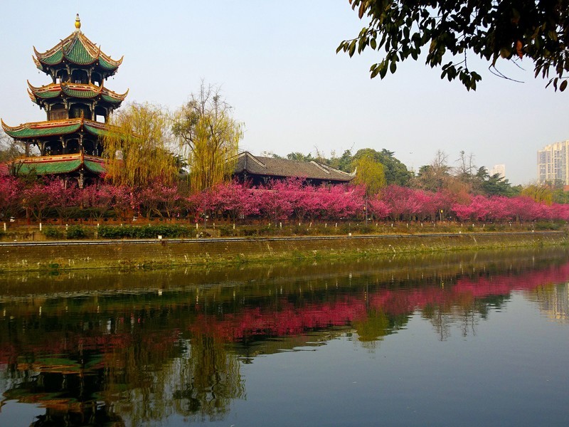 红梅映红望江楼