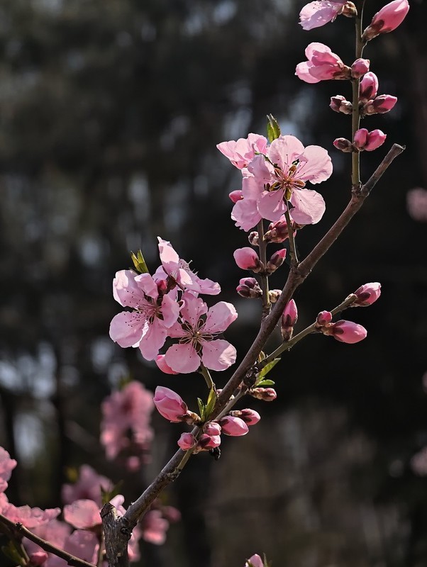 2026050 桃 花
