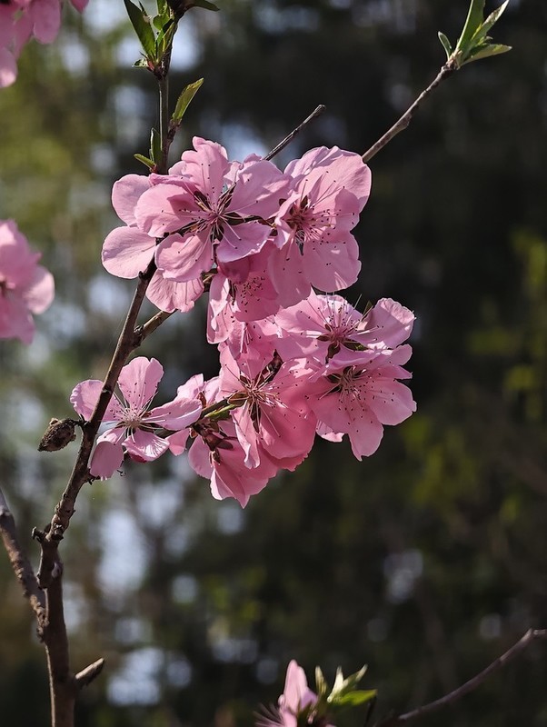 2026050 桃 花