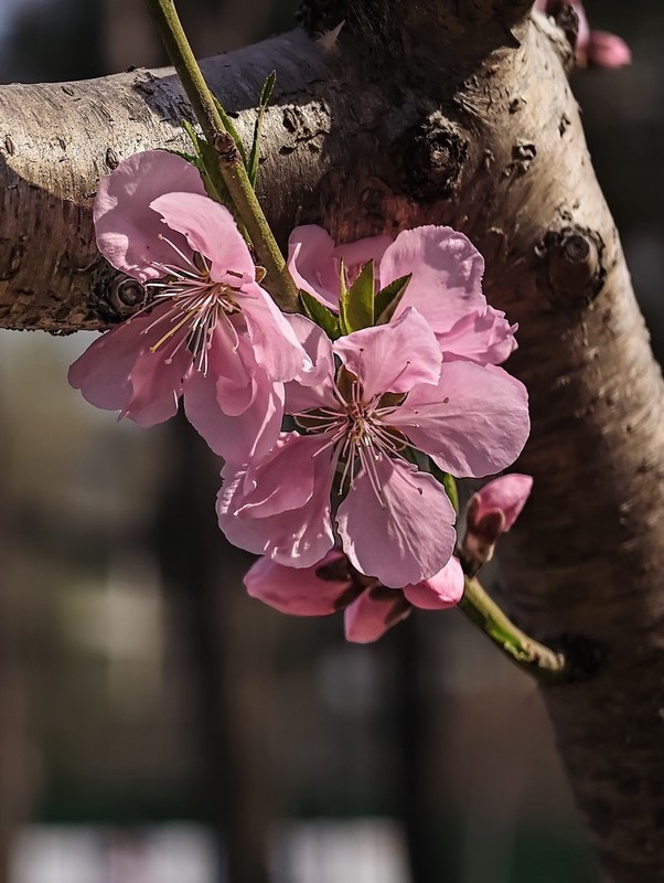 2026050 桃 花