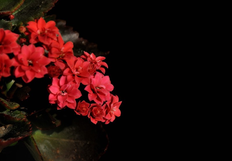 2026花卉植物赏析———长寿花【2】