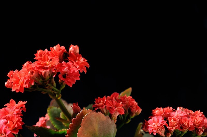 2026花卉植物赏析———长寿花【2】