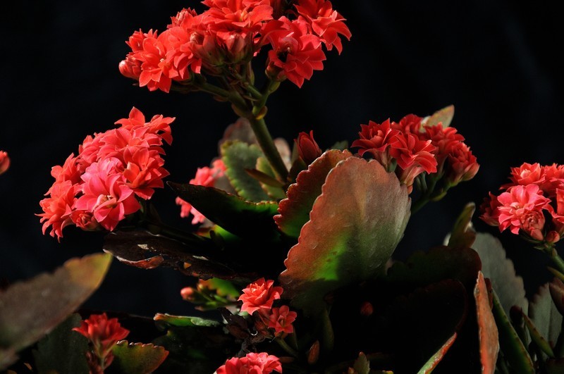 2026花卉植物赏析———长寿花【2】