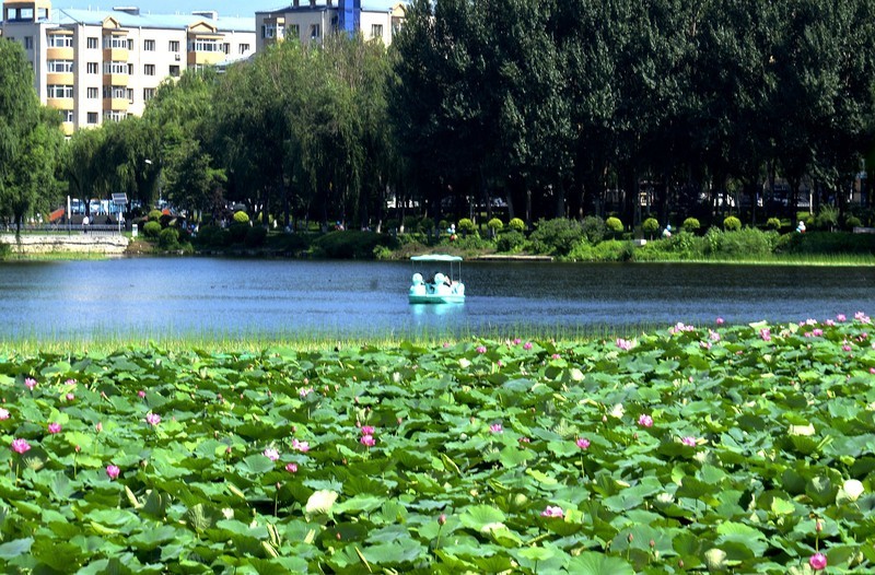 人民公园——荷塘（续）