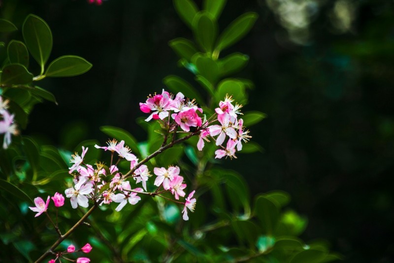 渝乐小镇（五）