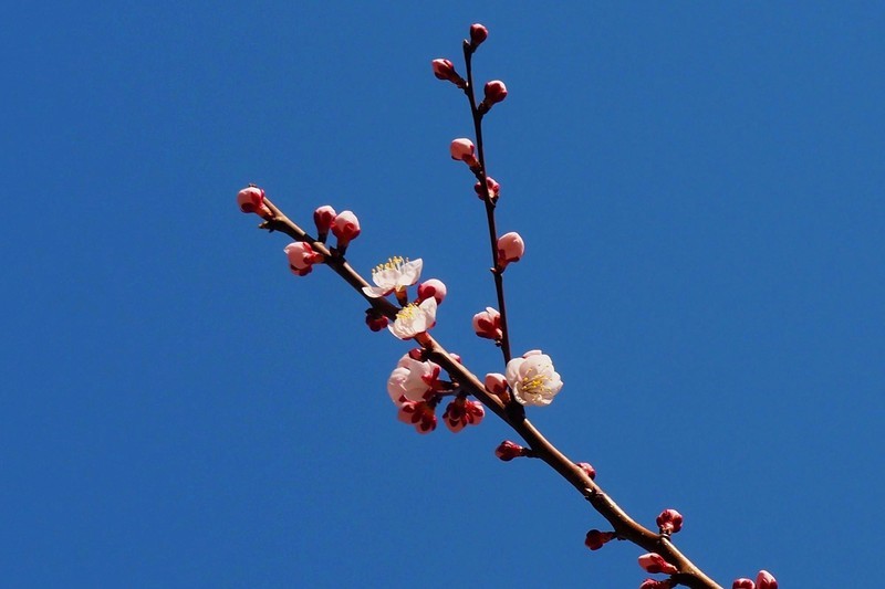 人民公园之春——杏花（1）
