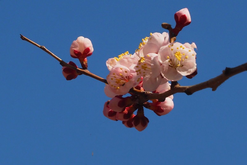 人民公园之春——杏花（1）