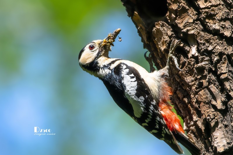 林中啄木鸟（54）